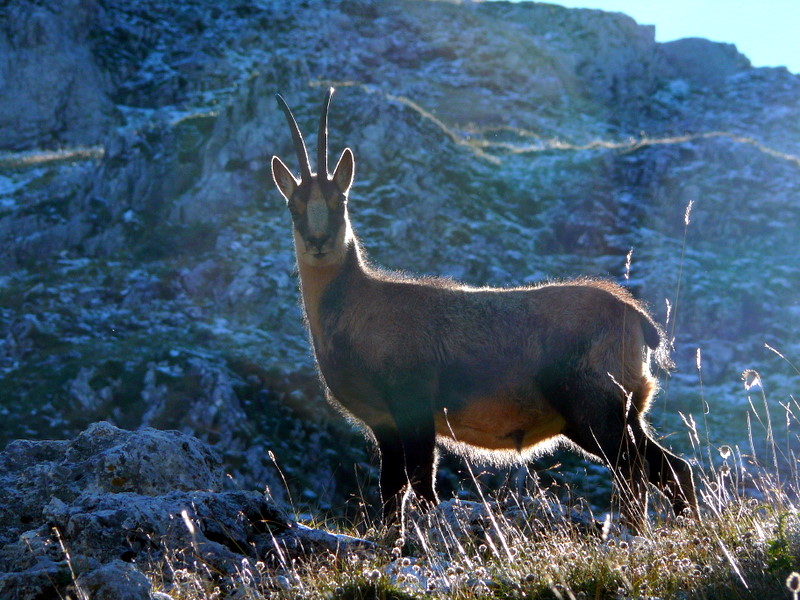 Camoscio d''Abruzzo Rupicapra pyrenaica ornata